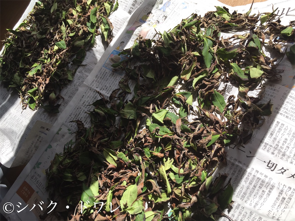 f:id:acsekitori:20190808135204j:image