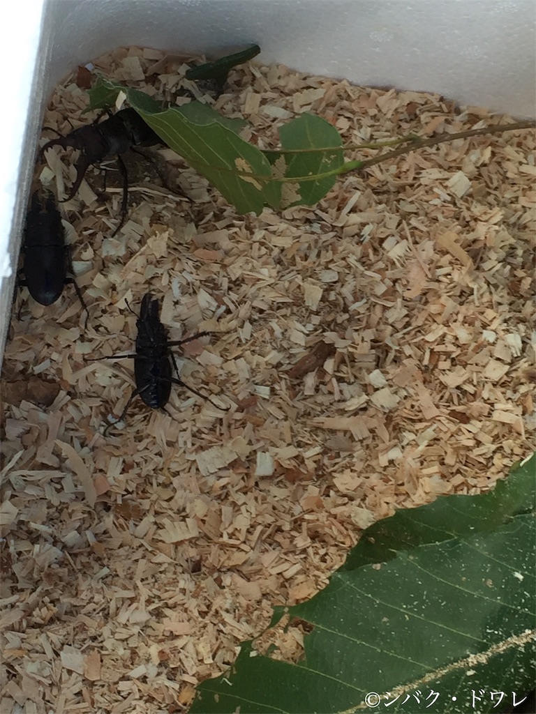 f:id:acsekitori:20190813214126j:image