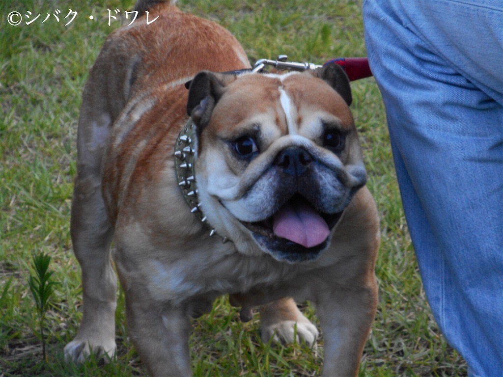 f:id:acsekitori:20190813214219j:image