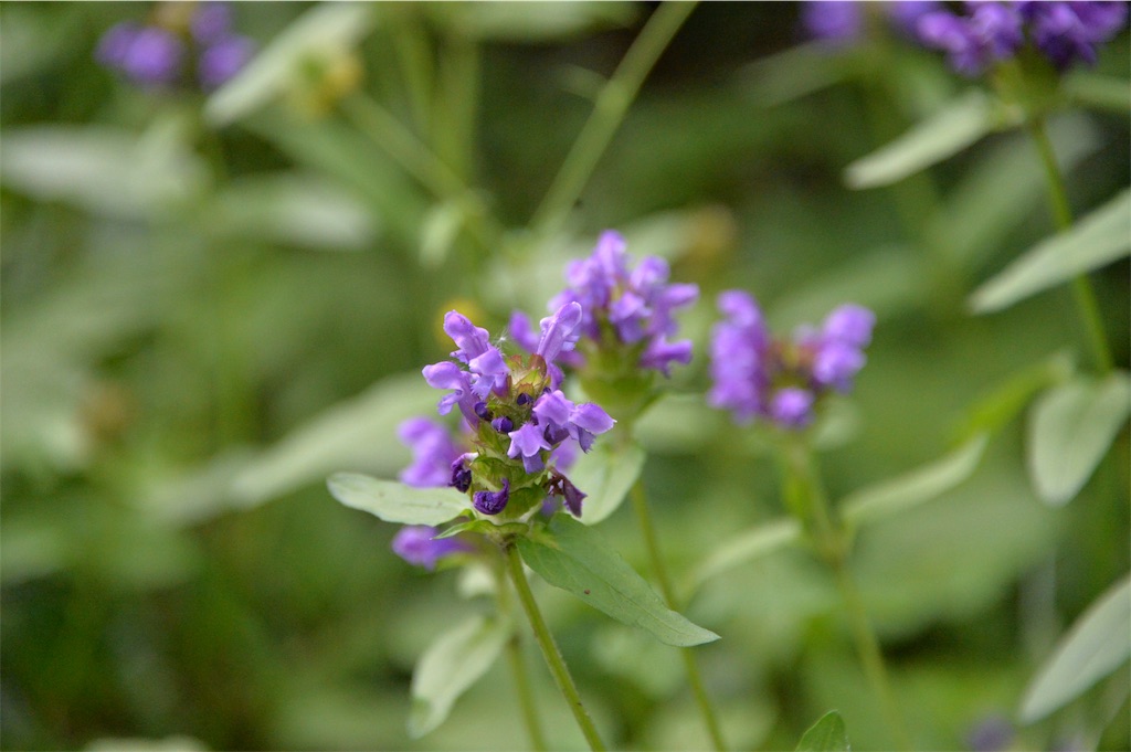 f:id:acsekitori:20191231075747j:image f:id:acsekitori:20191231075747j:image