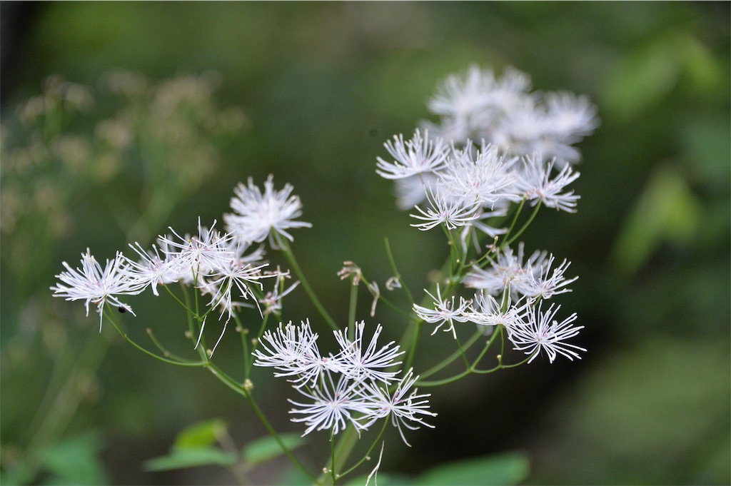 f:id:acsekitori:20191231075752j:image f:id:acsekitori:20191231075752j:image