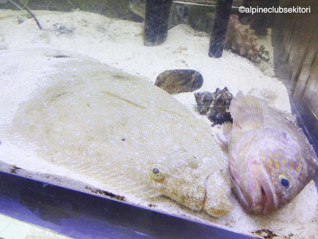 f:id:acsekitori:20200404131620j:plain