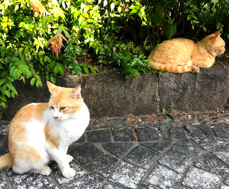 f:id:activedate:20190604233154p:plain