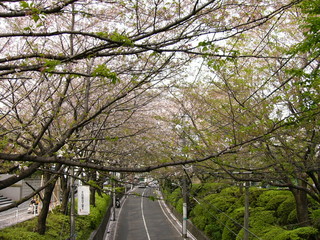 f:id:actypio:20070408151040j:image