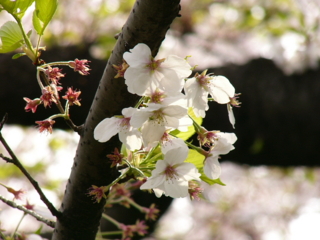 f:id:actypio:20070408151443j:image