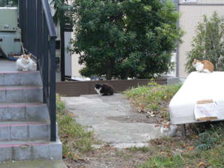 f:id:actypio:20081109122254j:image f:id:actypio:20081109122254j:image