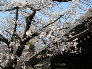 f:id:actypio:20100327145530j:image