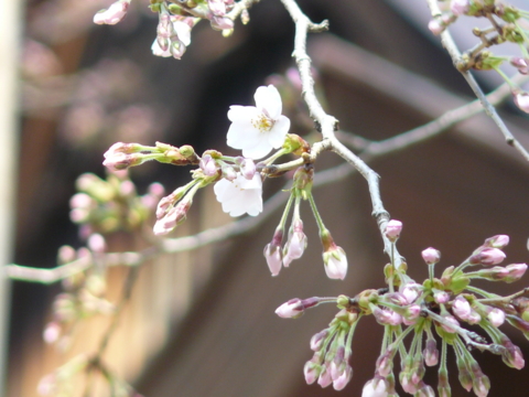 f:id:actypio:20120401123227j:image:w320