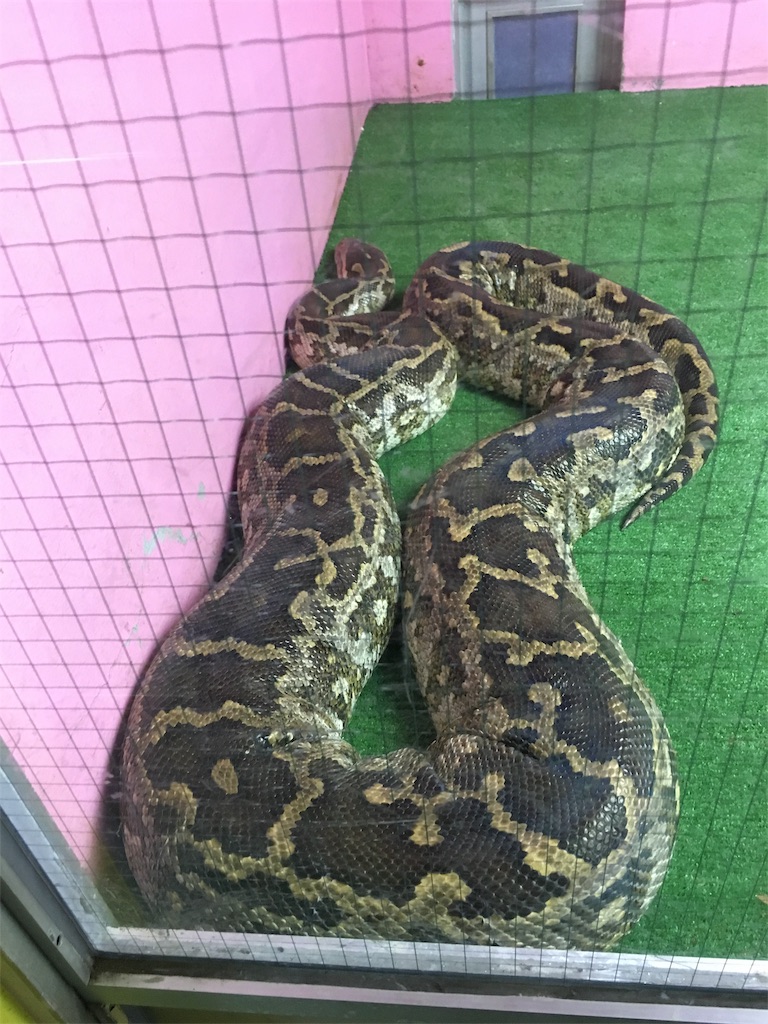 (財)日本蛇族学術研究所 通称・「ヘビ研」 ( *´艸`) メノポーズ鍼灸院へ ようこそ！ 〜「更年期」を「幸年期」へ〜 「メノポーズ鍼灸®️」 の はりきゅう陽明堂