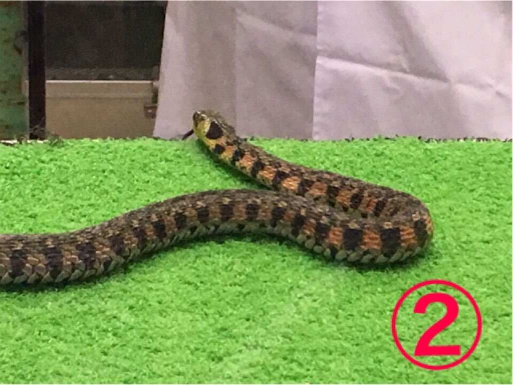 (財)日本蛇族学術研究所 通称・「ヘビ研」 ( *´艸`) メノポーズ鍼灸院へ ようこそ！ 〜「更年期」を「幸年期」へ〜 「メノポーズ鍼灸®️」 の はりきゅう陽明堂