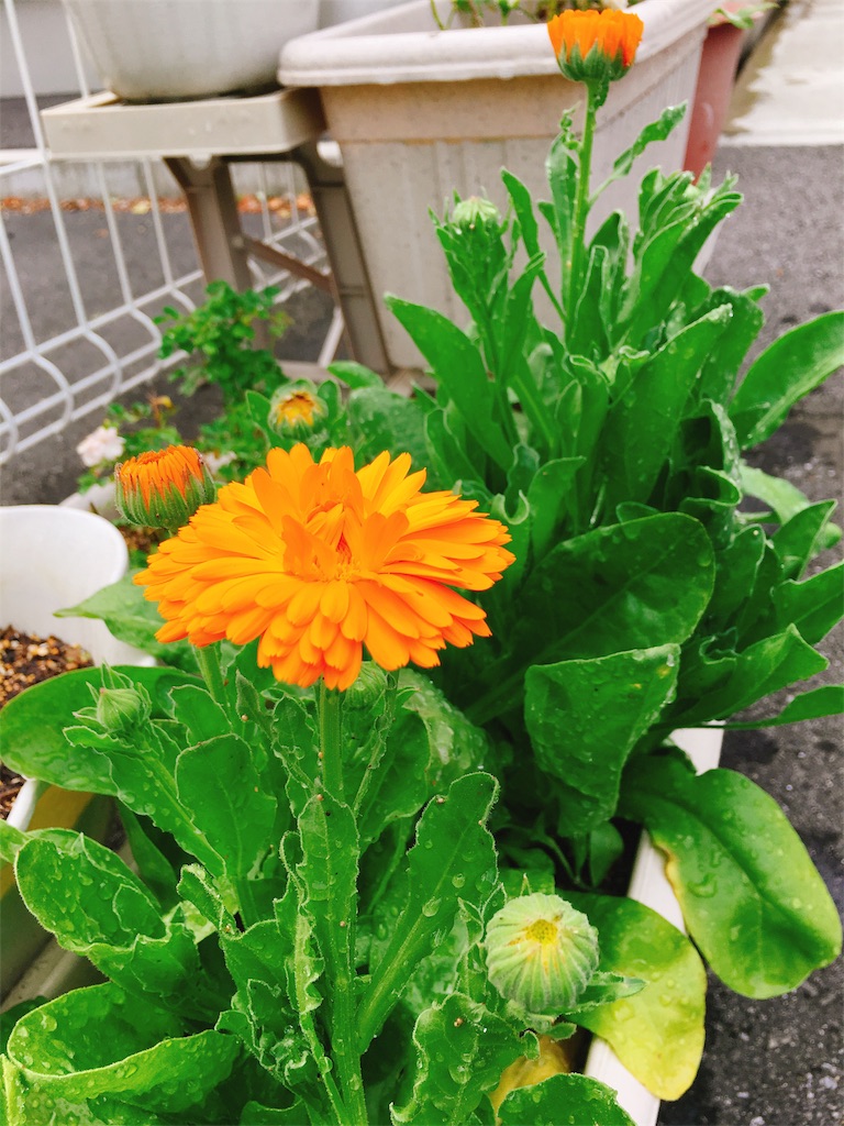 f:id:acu_qian-ming:20180521085352j:image f:id:acu_qian-ming:20180521085352j:image