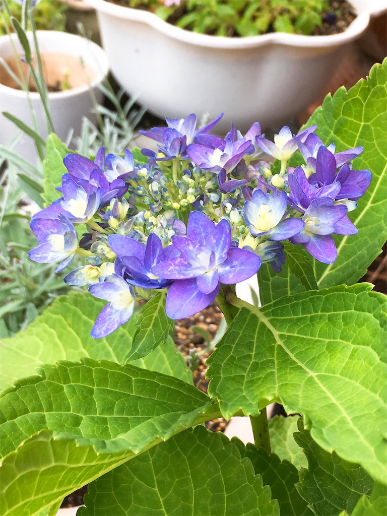 f:id:acu_qian-ming:20180522052215j:image