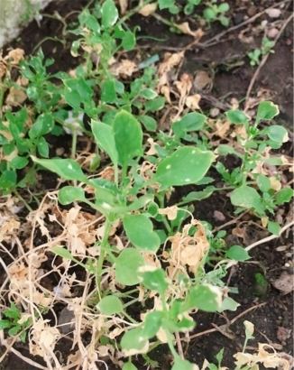 f:id:acu_qian-ming:20180723055753j:plain f:id:acu_qian-ming:20180723055753j:plain