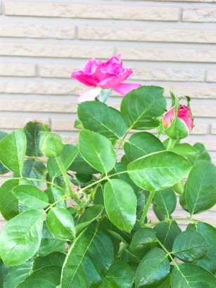 f:id:acu_qian-ming:20180723060445j:plain f:id:acu_qian-ming:20180723060445j:plain