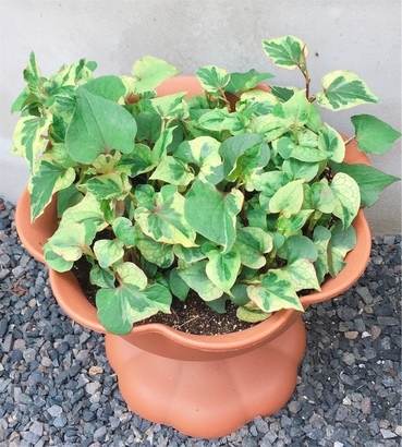 f:id:acu_qian-ming:20190510201520j:plain f:id:acu_qian-ming:20190510201520j:plain