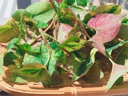 f:id:acu_qian-ming:20190510201537j:plain f:id:acu_qian-ming:20190510201537j:plain