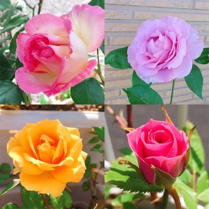 f:id:acu_qian-ming:20190510201603j:plain f:id:acu_qian-ming:20190510201603j:plain