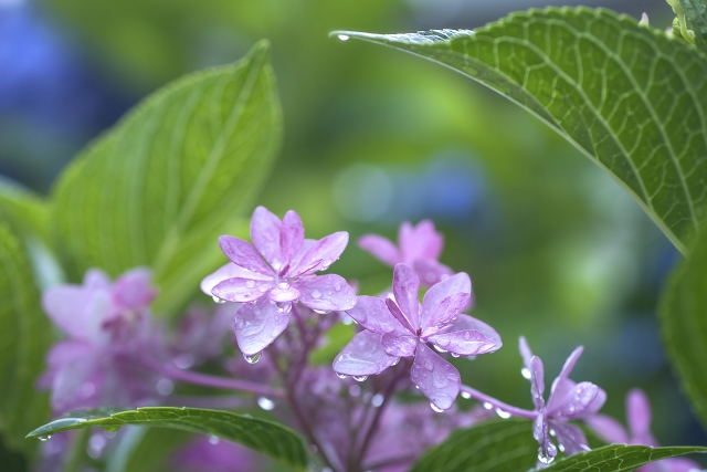 f:id:acu_qian-ming:20190705212928j:plain f:id:acu_qian-ming:20190705212928j:plain