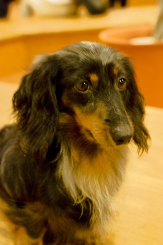 今だからこそ語りたい ネッキーとあそぼう わんぱくパラダイス 不思議の国のアラモード