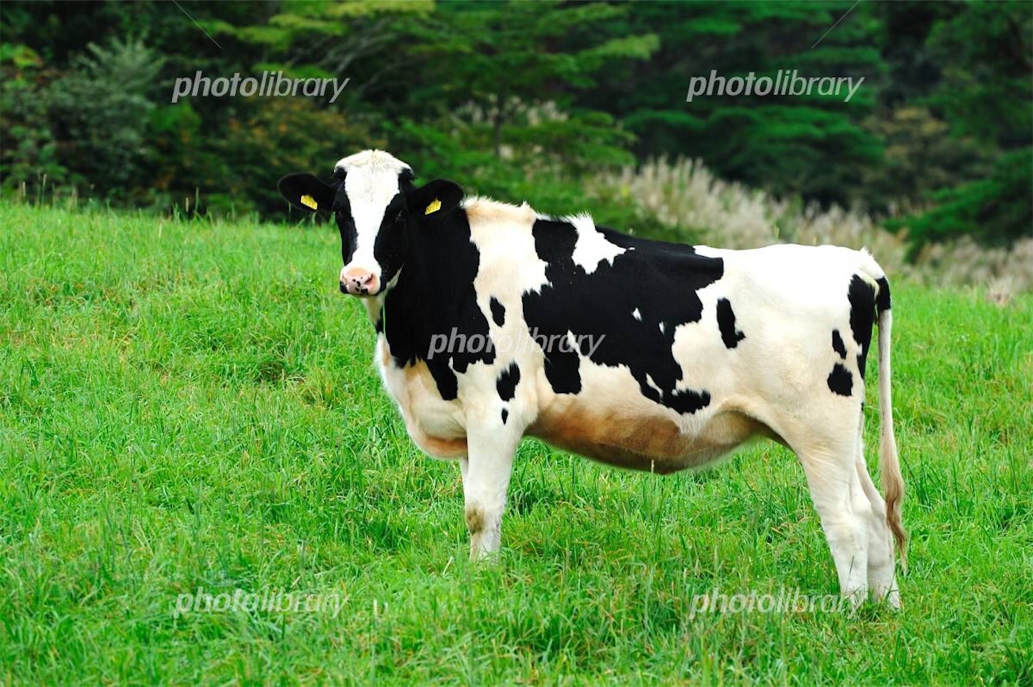 f:id:ada110810:20210101145908j:image f:id:ada110810:20210101145908j:image