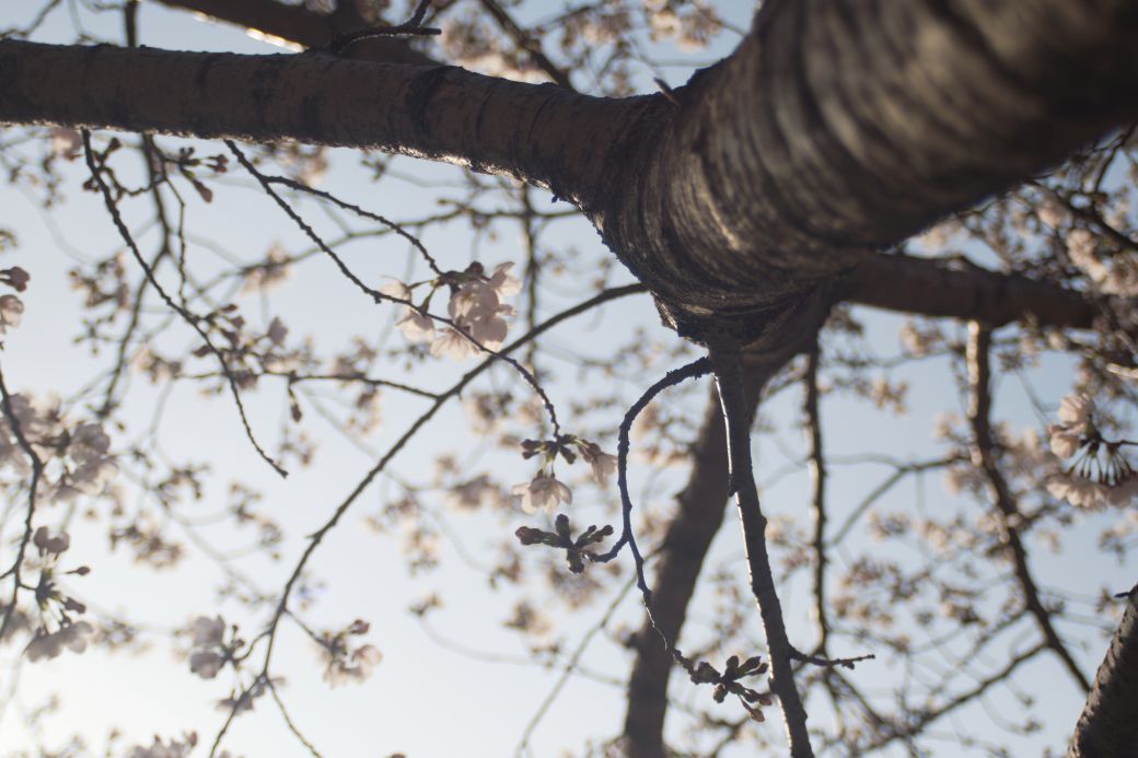 f:id:ada_6:20210320105630j:plain