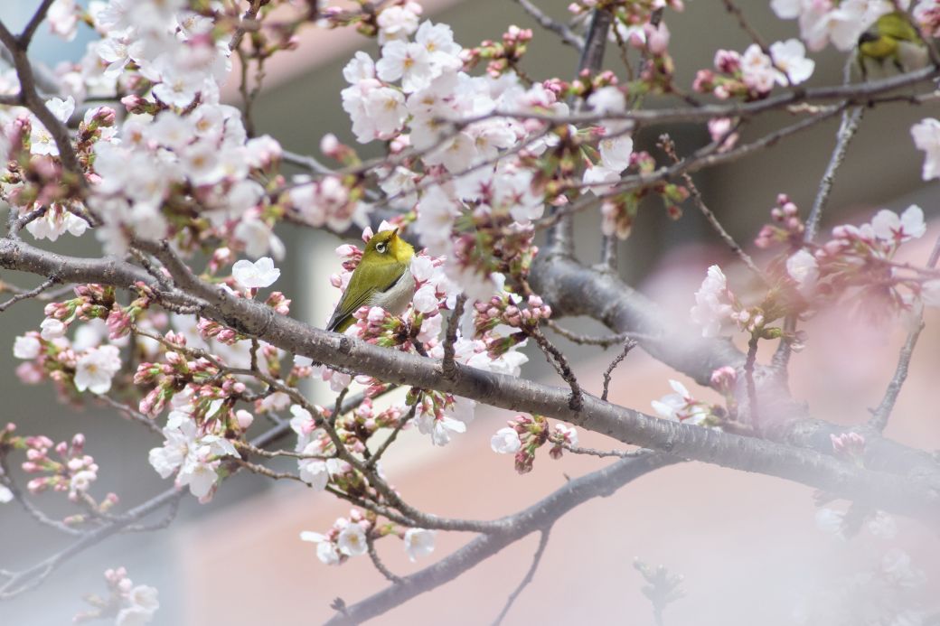 f:id:ada_6:20220330110855j:plain