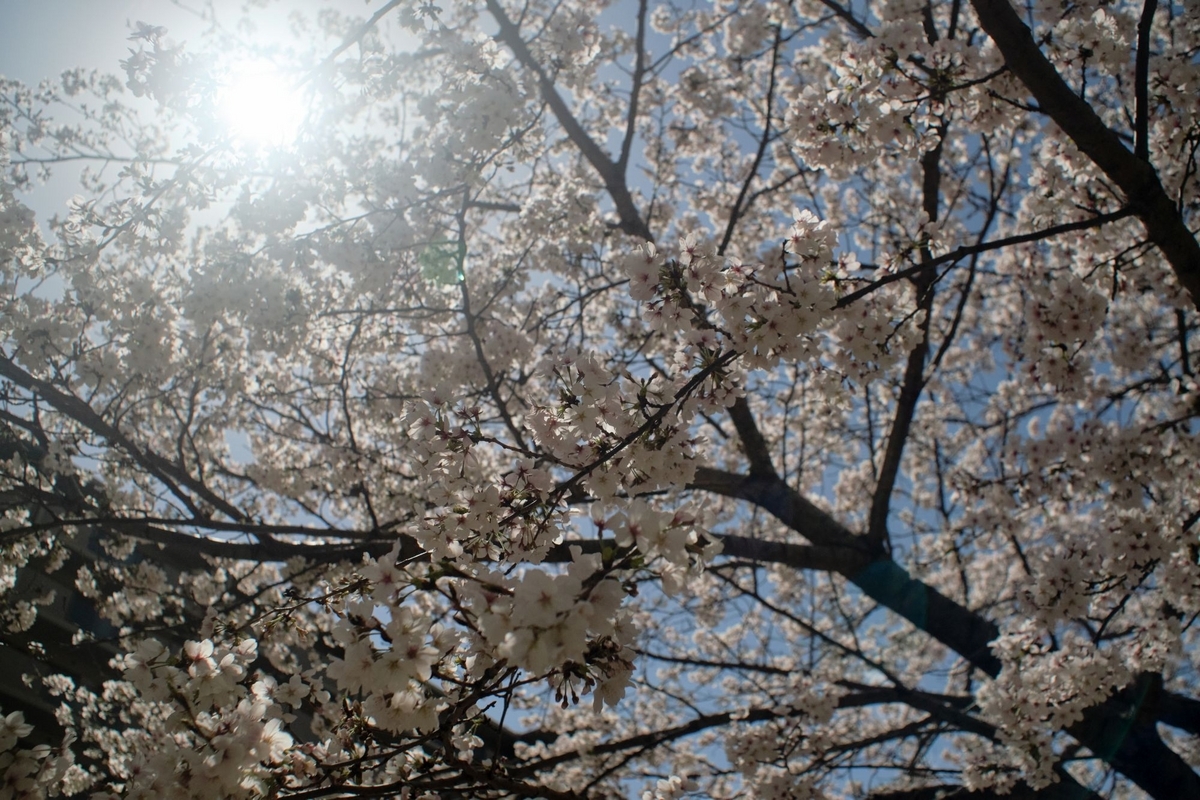 SIGMA -XQ FILTERMATIC MULTI-COATED 28mm F2.8 購入 - Futatabi-Hajimeru