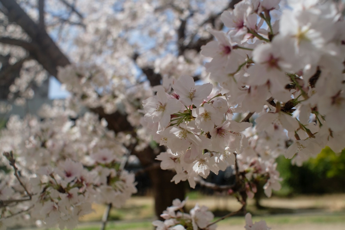 SIGMA -XQ FILTERMATIC MULTI-COATED 28mm F2.8 購入 - Futatabi-Hajimeru