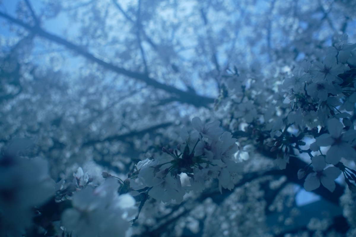 SIGMA -XQ FILTERMATIC MULTI-COATED 28mm F2.8 購入 - Futatabi-Hajimeru