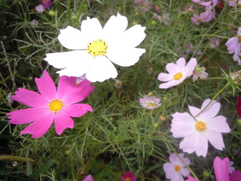 f:id:adachi1937:20150920132636j:image f:id:adachi1937:20150920132636j:image