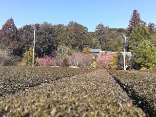 f:id:adagio-nijiiro:20180220234823j:image f:id:adagio-nijiiro:20180220234823j:image