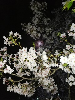 f:id:adagio-nijiiro:20180401003624j:image f:id:adagio-nijiiro:20180401003624j:image