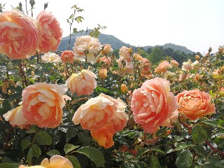 f:id:adagio-nijiiro:20180517005603j:image