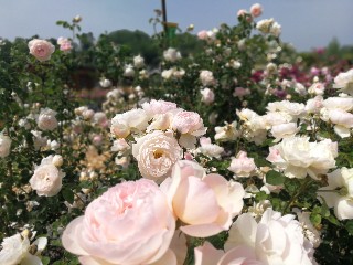f:id:adagio-nijiiro:20180517005706j:image