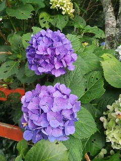 f:id:adagio-nijiiro:20180717011854j:image
