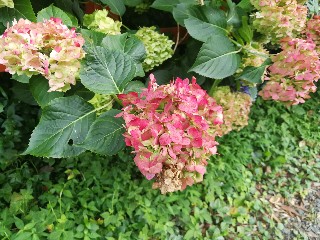 f:id:adagio-nijiiro:20180717011913j:image