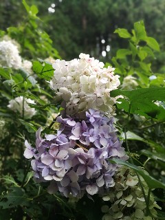 f:id:adagio-nijiiro:20180717011946j:image