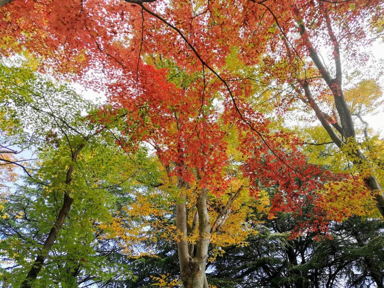 f:id:adagio-nijiiro:20181110004936j:image