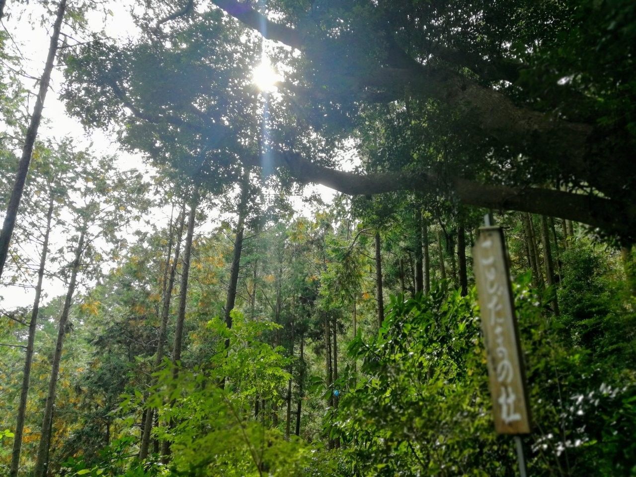 f:id:adagio-nijiiro:20181117085658j:image
