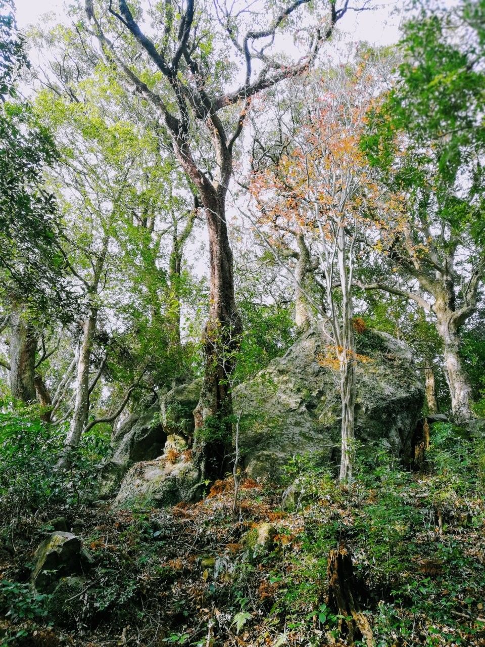 f:id:adagio-nijiiro:20181128160450j:image f:id:adagio-nijiiro:20181128160450j:image