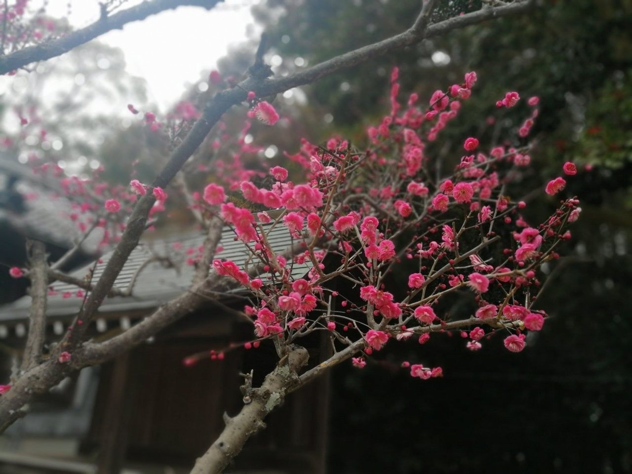 f:id:adagio-nijiiro:20190203203036j:image