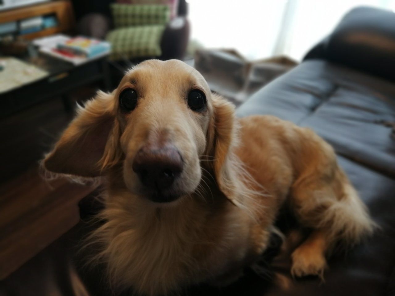 f:id:adagio-nijiiro:20190205224932j:image