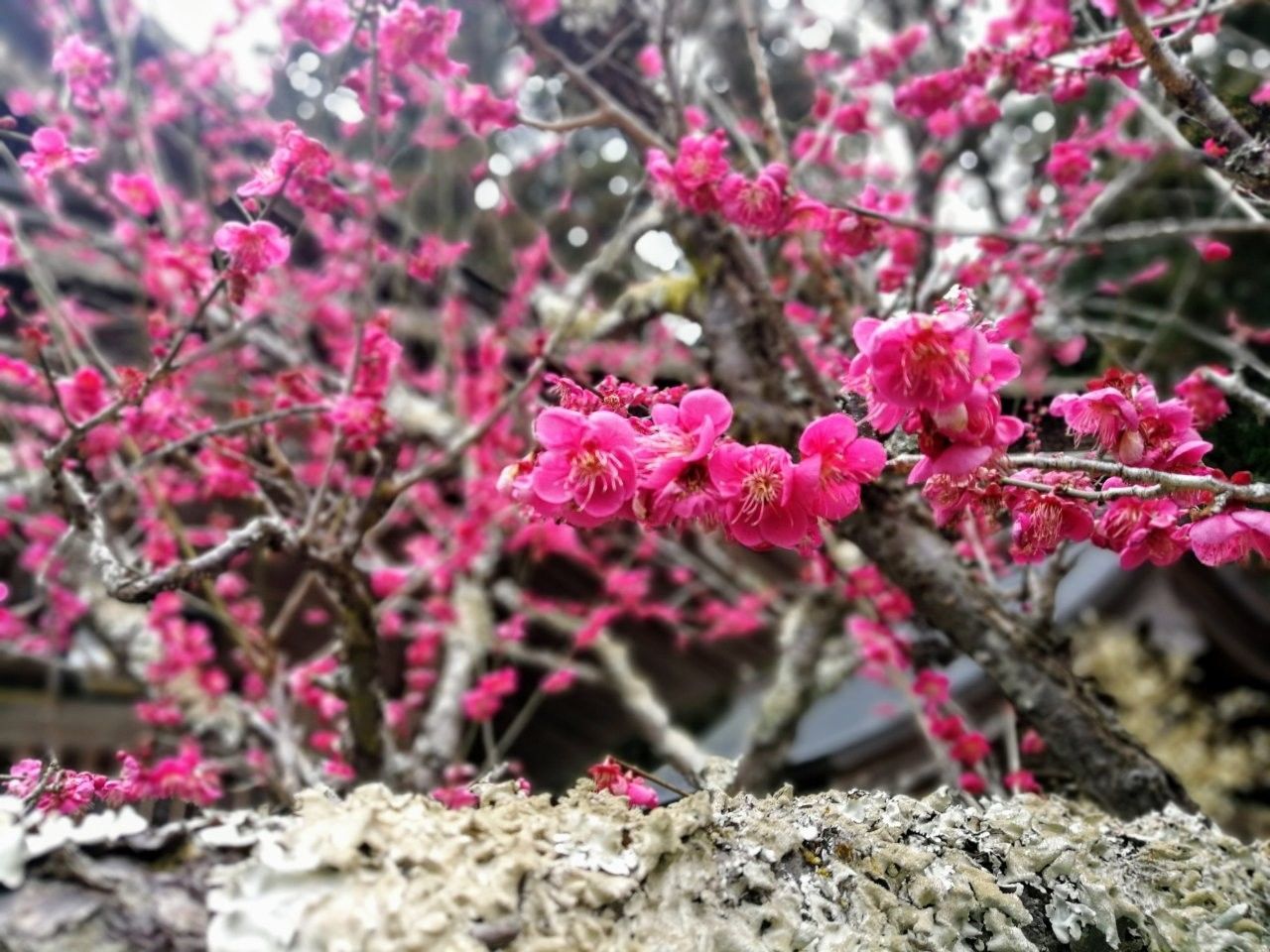 f:id:adagio-nijiiro:20190212002758j:image f:id:adagio-nijiiro:20190212002758j:image