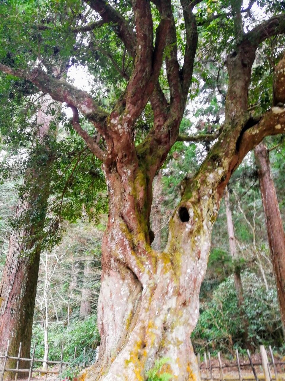 f:id:adagio-nijiiro:20190212003618j:image f:id:adagio-nijiiro:20190212003618j:image