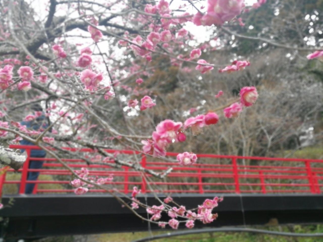 f:id:adagio-nijiiro:20190212004632j:image f:id:adagio-nijiiro:20190212004632j:image