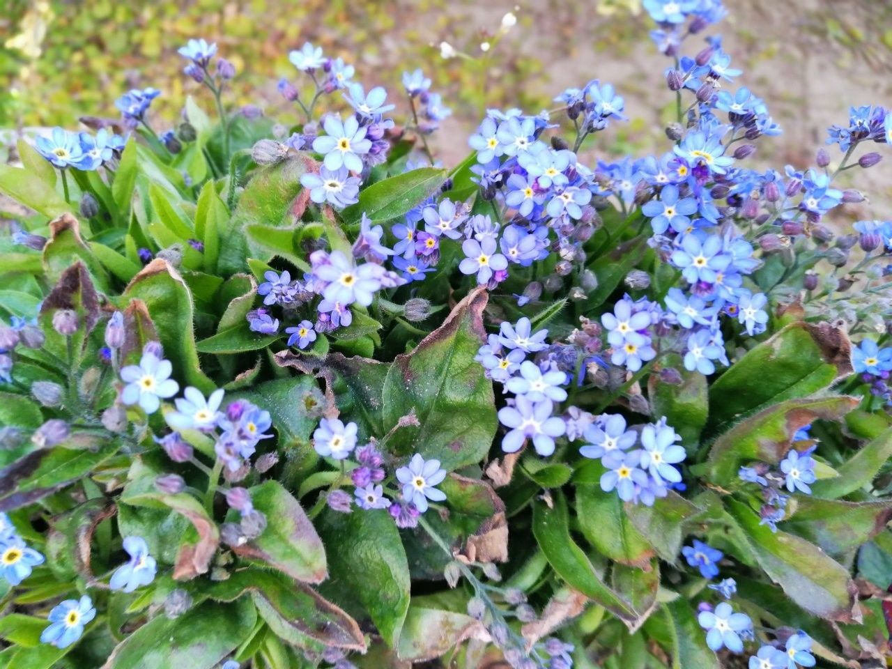 f:id:adagio-nijiiro:20190218215437j:image