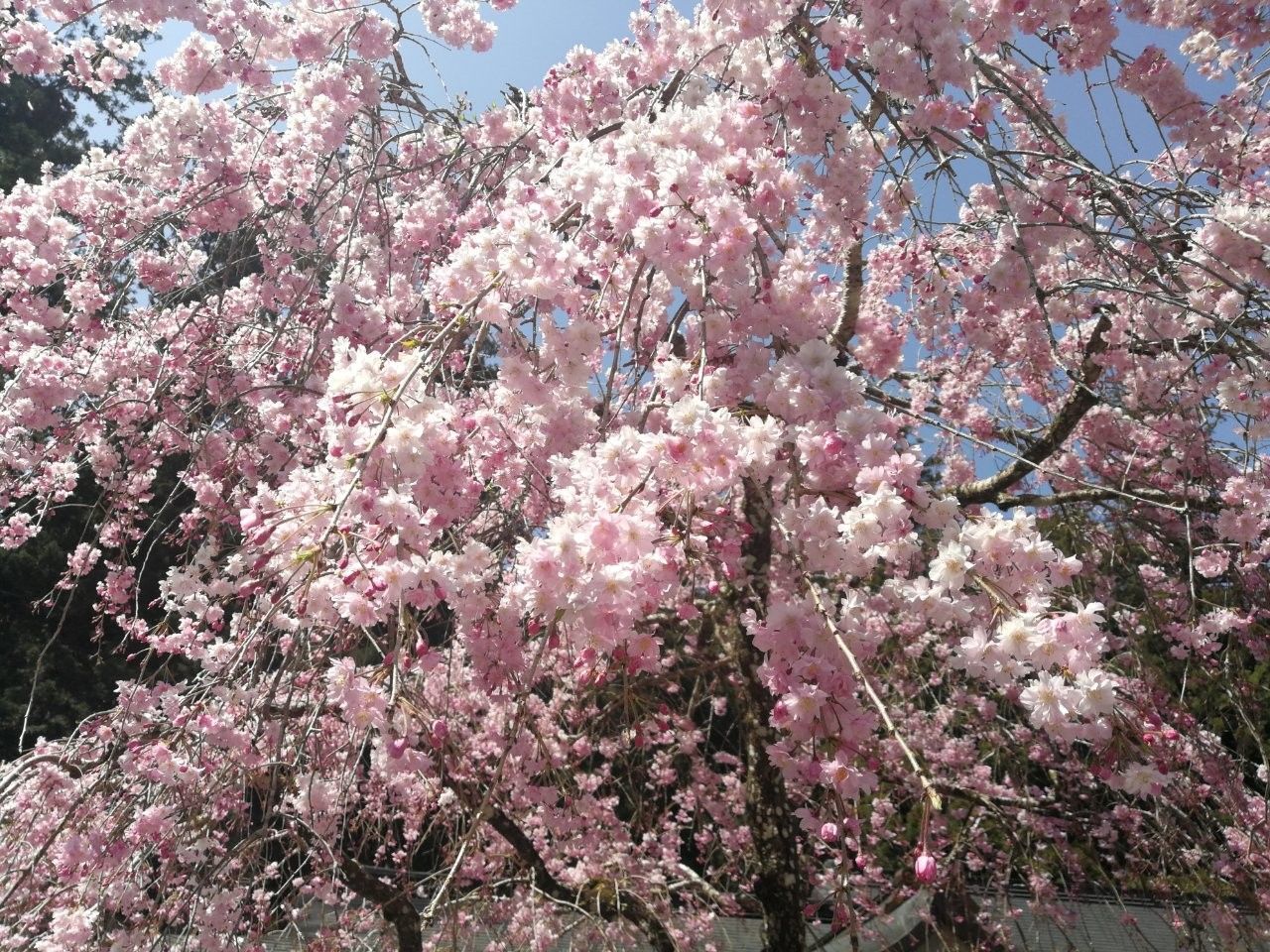 f:id:adagio-nijiiro:20190408003843j:image