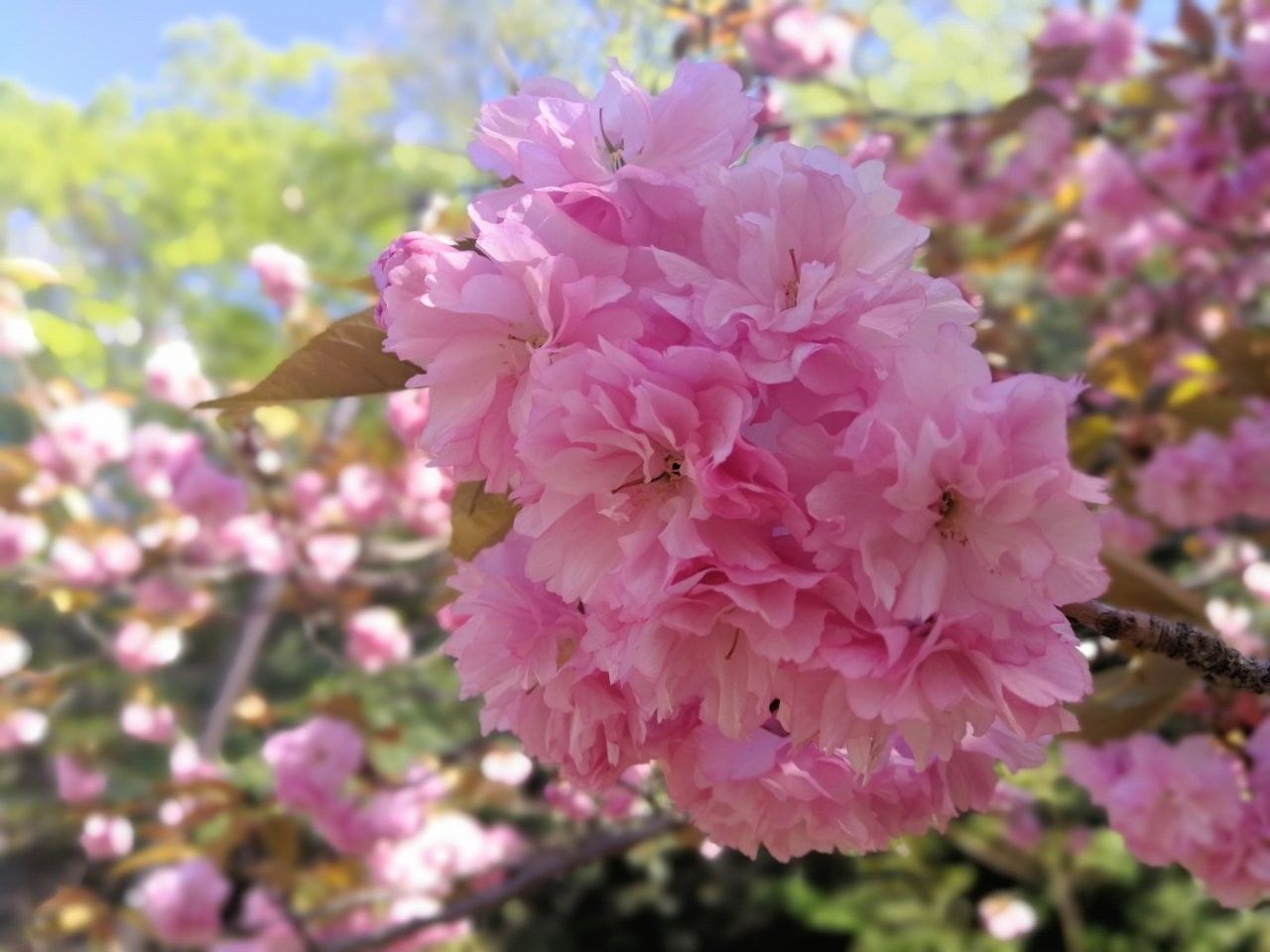 f:id:adagio-nijiiro:20190415145441j:image
