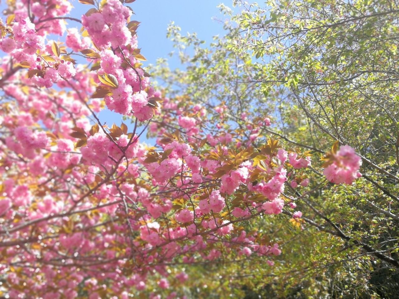 f:id:adagio-nijiiro:20190415145521j:image