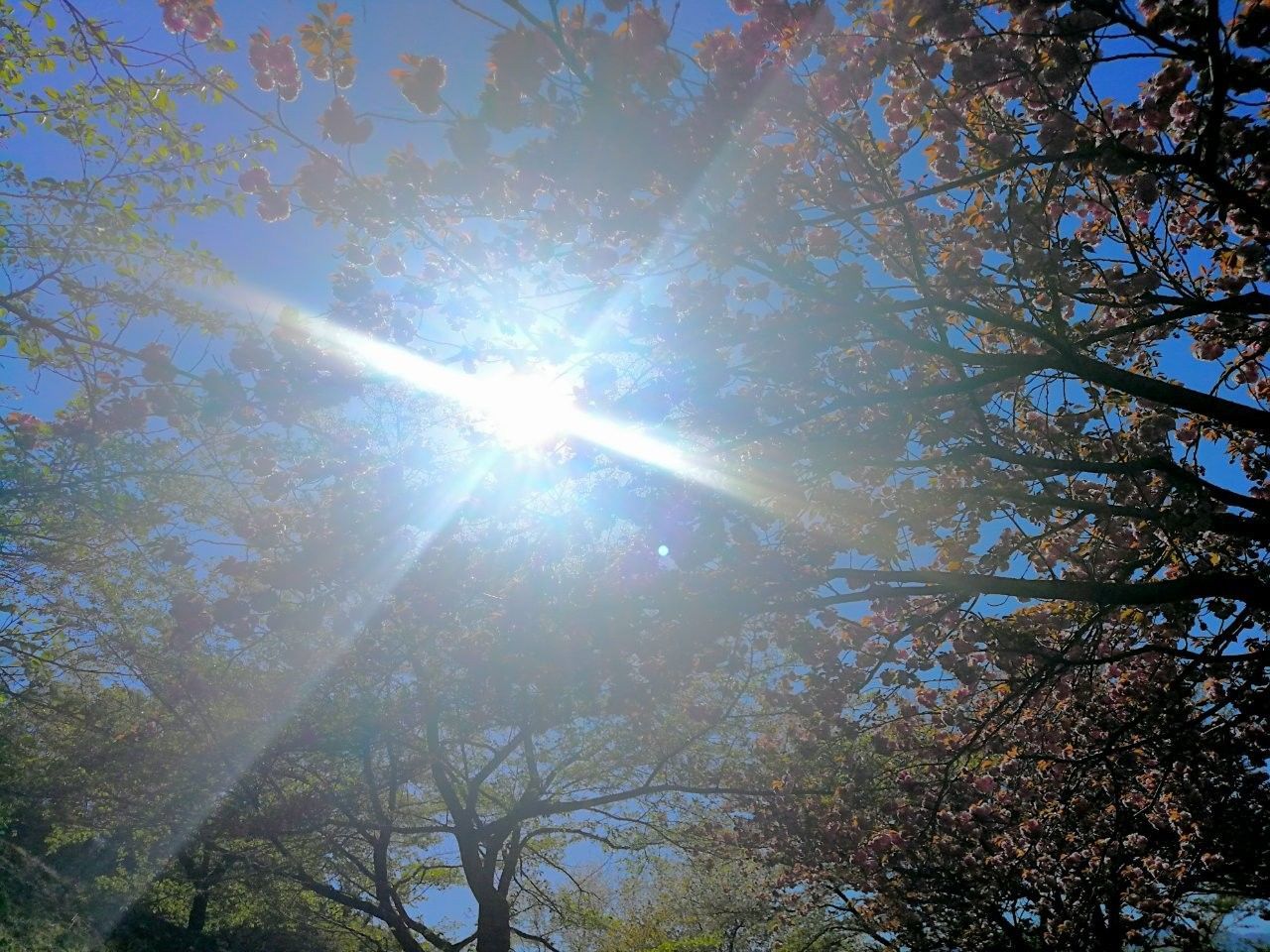 f:id:adagio-nijiiro:20190415145821j:image